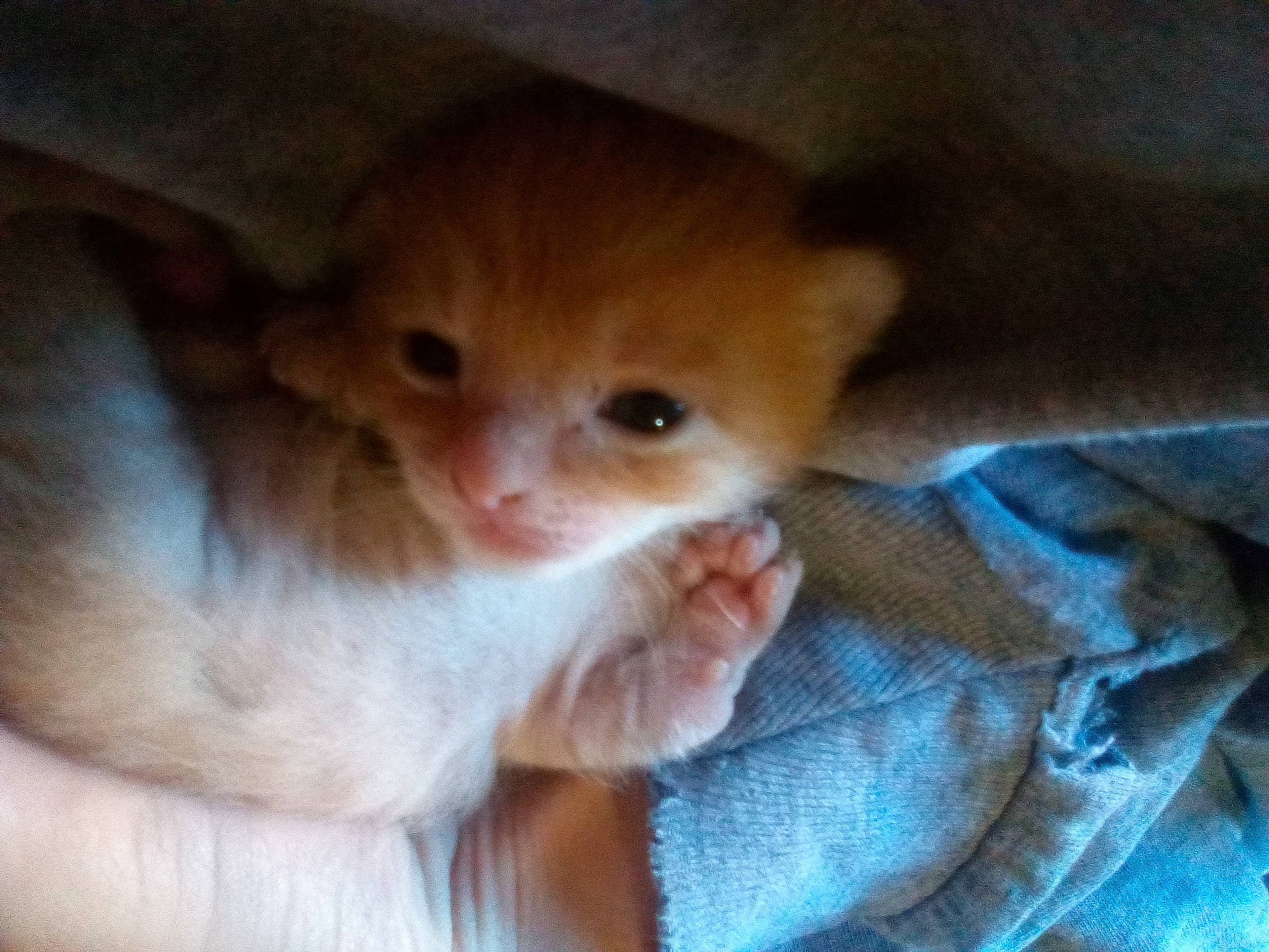 Cinnamon is registered to the contest to win money with this photo: carnivore, cat, claw, comfort, domestic_short_haired_cat, fawn, felidae, fur, paw, small_to_medium_sized_cats, snout, tail, whiskers