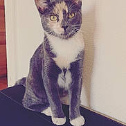 Gucci participe au concours pour gagner de l'argent avec cette photo : aegean_cat, american_wirehair, cat, cat_like_mammal, domestic_short_haired_cat, european_shorthair, fauna, fur, kitten, korat, small_to_medium_sized_cats, snout, whiskers