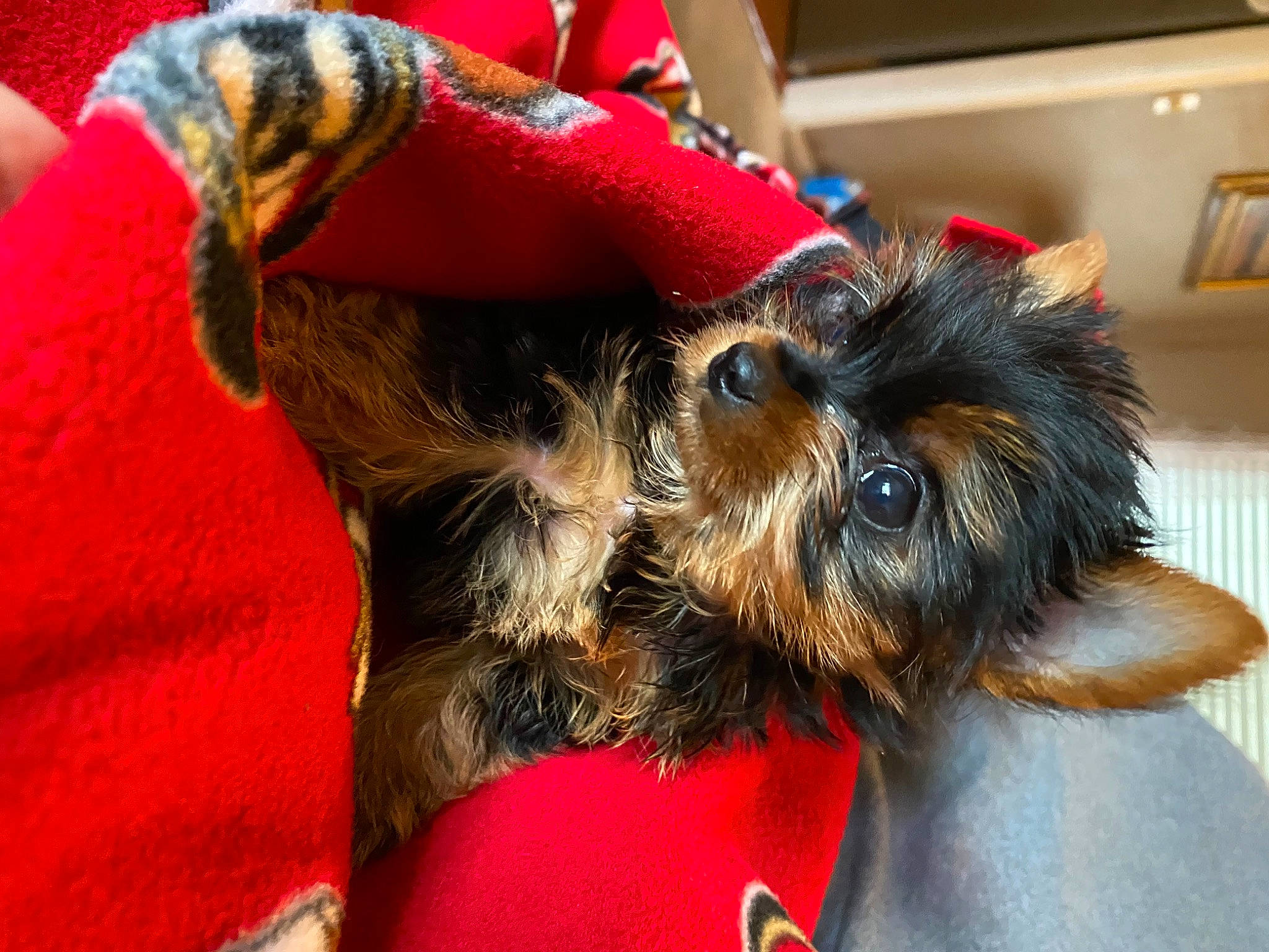 Chica joined the competition — help win amazing prizes! affenpinscher, australian_silky_terrier, cairn_terrier, canidae, carnivore, companion_dog, dog, dog_breed, dog_clothes, griffon_bruxellois, mammal, puppy, small_terrier, snout, sporting_group, terrier, toy_dog, yorkshire_terrier