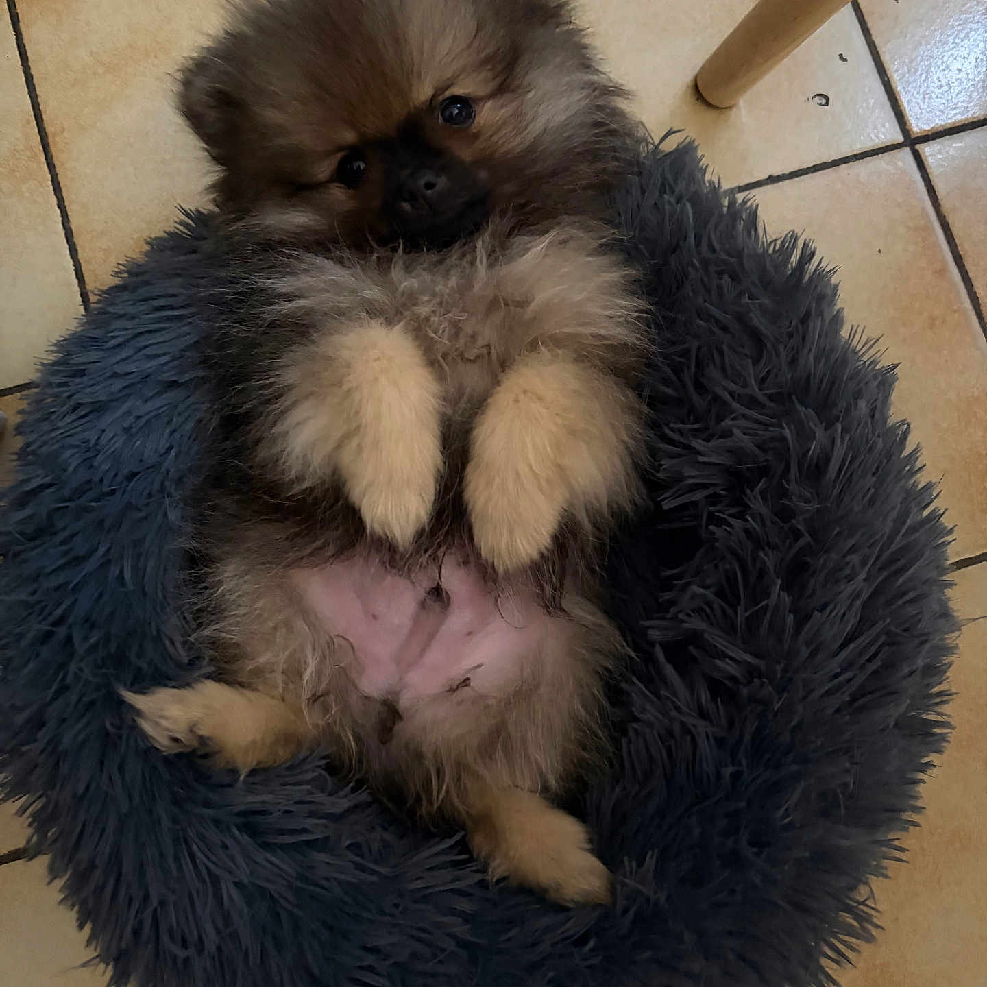 Byron participe au concours pour gagner de l'argent avec cette photo : puppy, dog, fluffy, small_dog, brown_fur, black_face, white_paws, belly_up, lying_down, pet_bed, shaggy_bed, indoor, tile_floor, chair_leg, portrait, cute, looking_at_camera, fur, animal, cozy