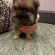 Byron a rejoint le concours — aidez-le/la à gagner de superbes lots ! puppy, dog, small_dog, fluffy, brown_fur, portrait, close_up, pet, animal, cute, serious_expression, squinting, black_nose, standing, hand, human_hand, leopard_print, cushion, indoor, floor