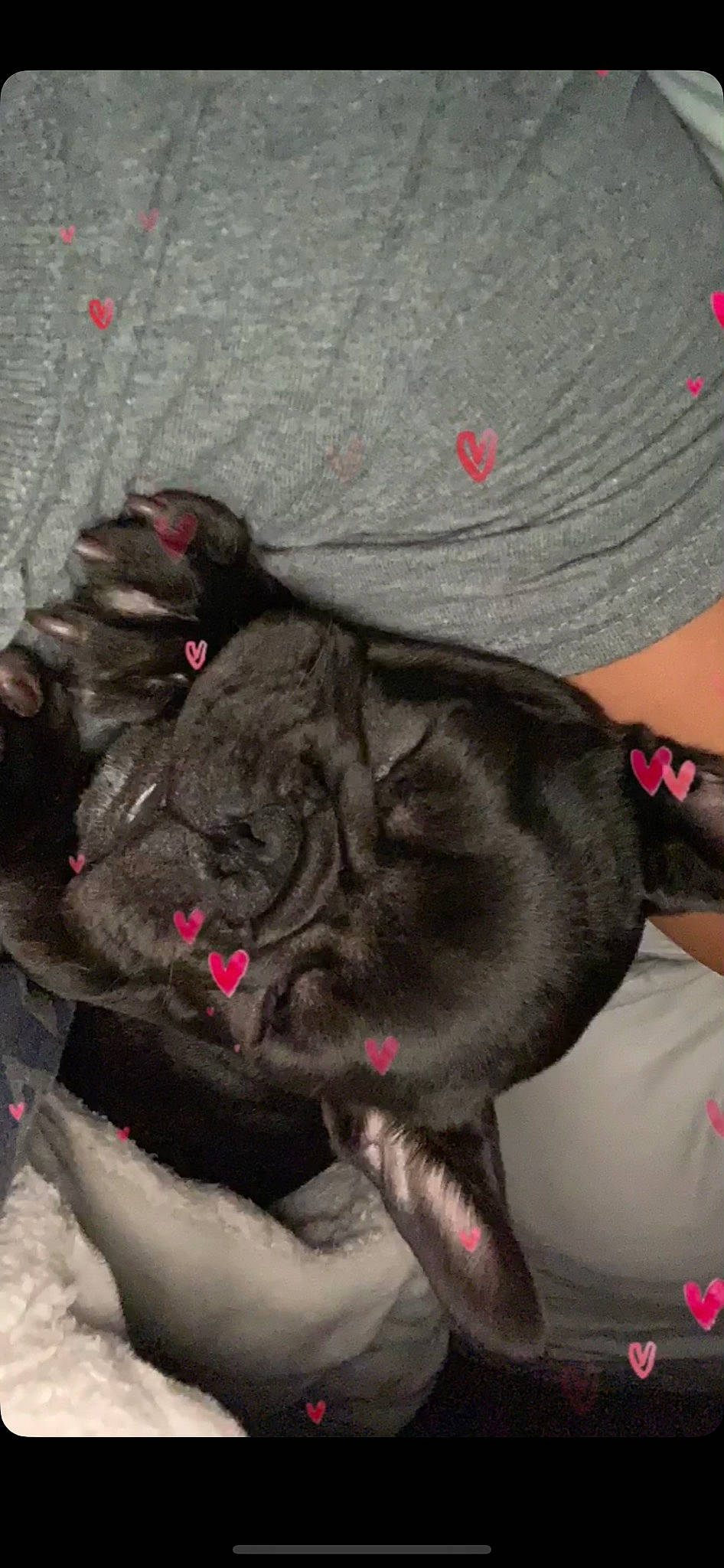 Draco is registered to the contest to win money with this photo: canidae, carnivore, companion_dog, dog, dog_breed, fawn, french_bulldog, guard_dog, non_sporting_group, pink, pug, puppy, snout, sporting_group