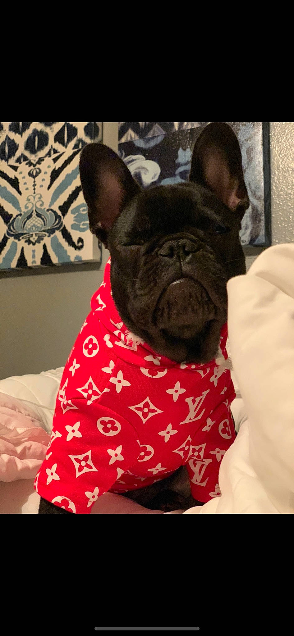 Draco joined the competition — help win amazing prizes! bulldog, canidae, carnivore, companion_dog, dog, dog_breed, dog_clothes, ear, fawn, french_bulldog, mammal, non_sporting_group, pug, puppy, snout, toy_bulldog, toy_dog, vertebrate