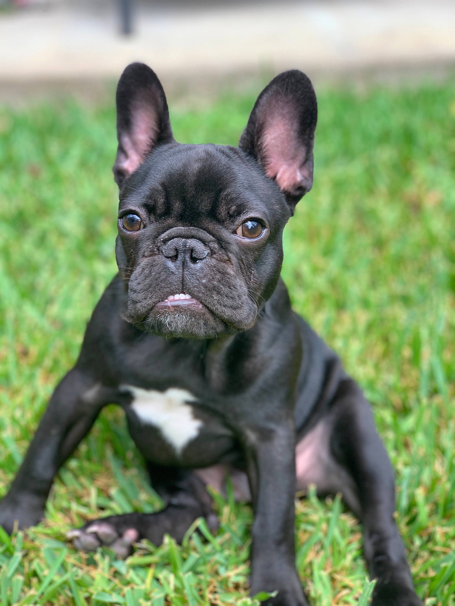 Draco is registered to the contest to win money with this photo: american_bulldog, bulldog, canidae, carnivore, companion_dog, dog, dog_breed, fawn, french_bulldog, grass, mammal, molosser, non_sporting_group, olde_english_bulldogge, puppy, rare_breed_dog, snout, sporting_group, toy_bulldog, vertebrate