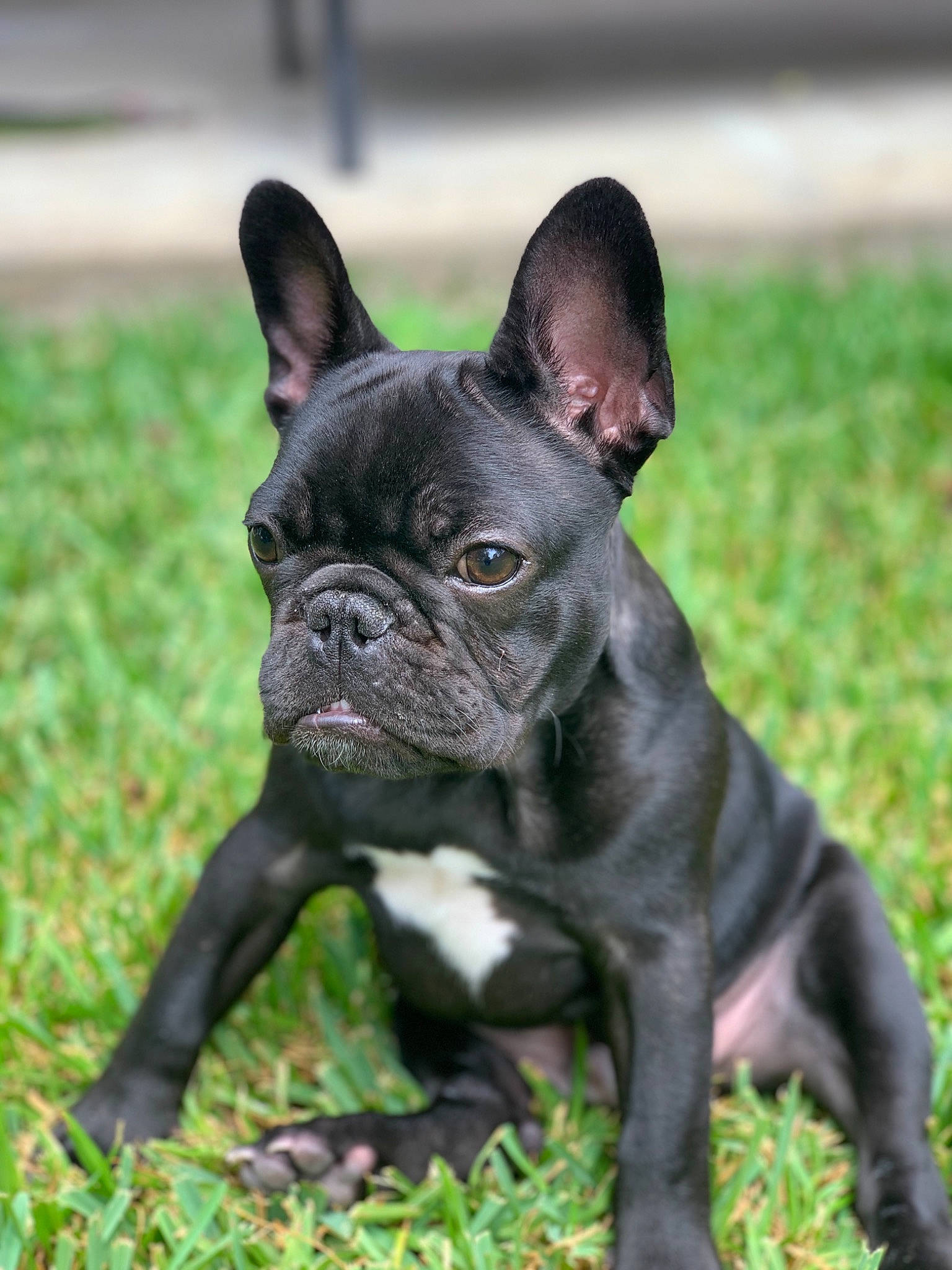 Draco is registered to the contest to win money with this photo: boston_terrier, bulldog, canidae, carnivore, companion_dog, dog, dog_breed, fawn, french_bulldog, grass, mammal, molosser, non_sporting_group, olde_english_bulldogge, puppy, rare_breed_dog, snout, sporting_group, toy_bulldog, vertebrate