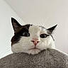Yuki a rejoint le concours — aidez-le/la à gagner de superbes lots ! cat, pet, animal, feline, whiskers, ears, face, nose, eyes, fur, blanket, soft, indoor, closeup, curious, looking_down, white, black, cute, cozy