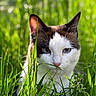 Yuki a rejoint le concours — aidez-le/la à gagner de superbes lots ! cat, animal, grass, green, outdoor, nature, pet, closeup, fur, whiskers, ears, eyes, mammal, portrait, daylight, focus, curious, wildlife, leaf, background_blur