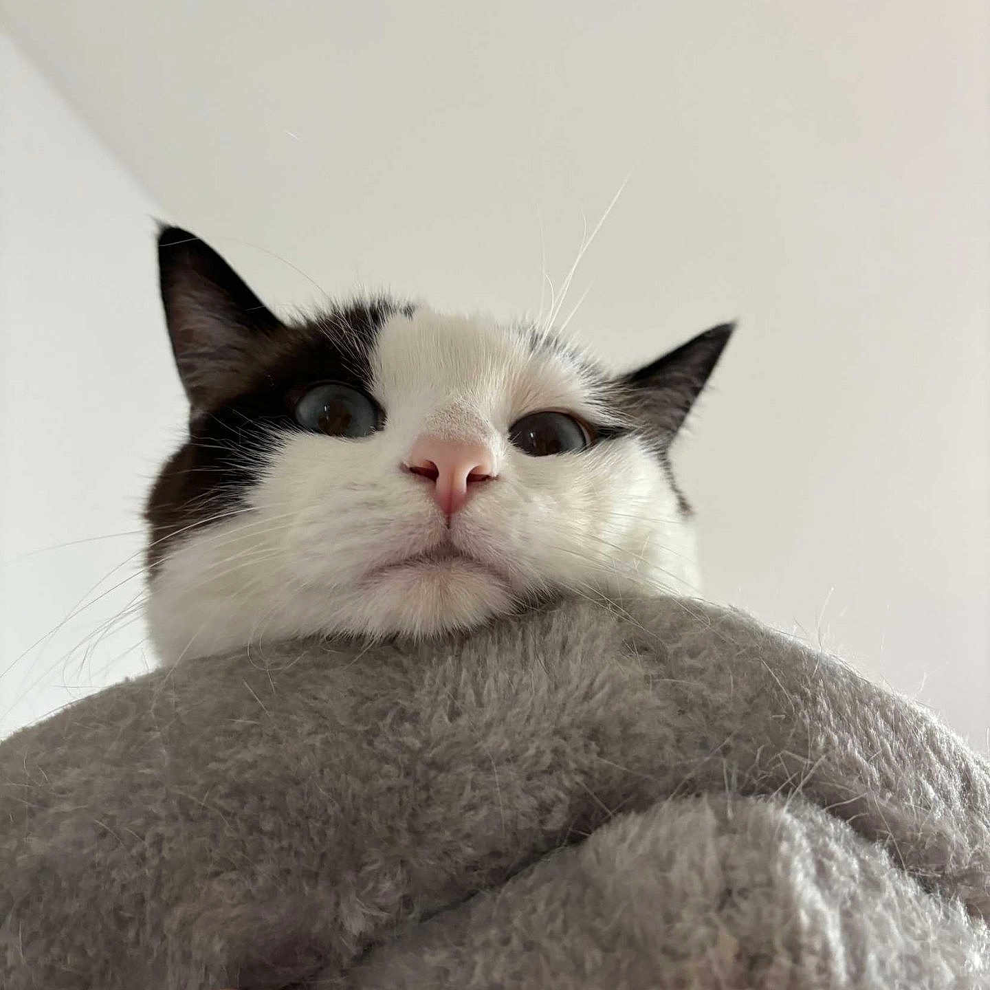 Yuki
