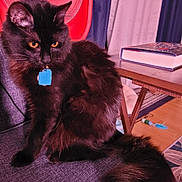 Riley is registered to the contest to win money with this photo: cat, black_cat, amber_eyes, blue_tag, fluffy_fur, chair, fan, red_fan, book, wooden_table, indoor, curtains, floor, toy, cozy, pet, sitting, furniture, domestic, orange_eyes