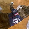 Bambi is registered to the contest to win money with this photo: cat, tabby, pet, animal, floor, wooden_floor, clothing, jersey, sportswear, indoor, domestic_animal, whiskers, ears, feline, cute, costume, striped, tail, side_view, green_eyes