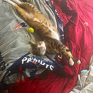Bambi is registered to the contest to win money with this photo: cat, tabby_cat, pet, sleeping, bed, blanket, comforter, red, gray, toy, pom_pom, relaxed, indoor, feline, striped, animal, cozy, rest, nap, soft_light