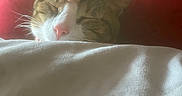 Bambi is registered to the contest to win money with this photo: cat, pet, hand, blanket, sleeping, cozy, indoor, cute, fur, whiskers, pink_nose, relaxed, resting, comfort, warm, domestic_animal, animal, snuggling, red_background, human_interaction