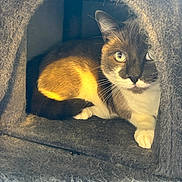 Djack a rejoint le concours — aidez-le/la à gagner de superbes lots ! cat, feline, pet, animal, indoor, cozy, furry, resting, sunlight, shadow, cute, whiskers, ears, paw, fur, eye, cage, soft, home, comfort