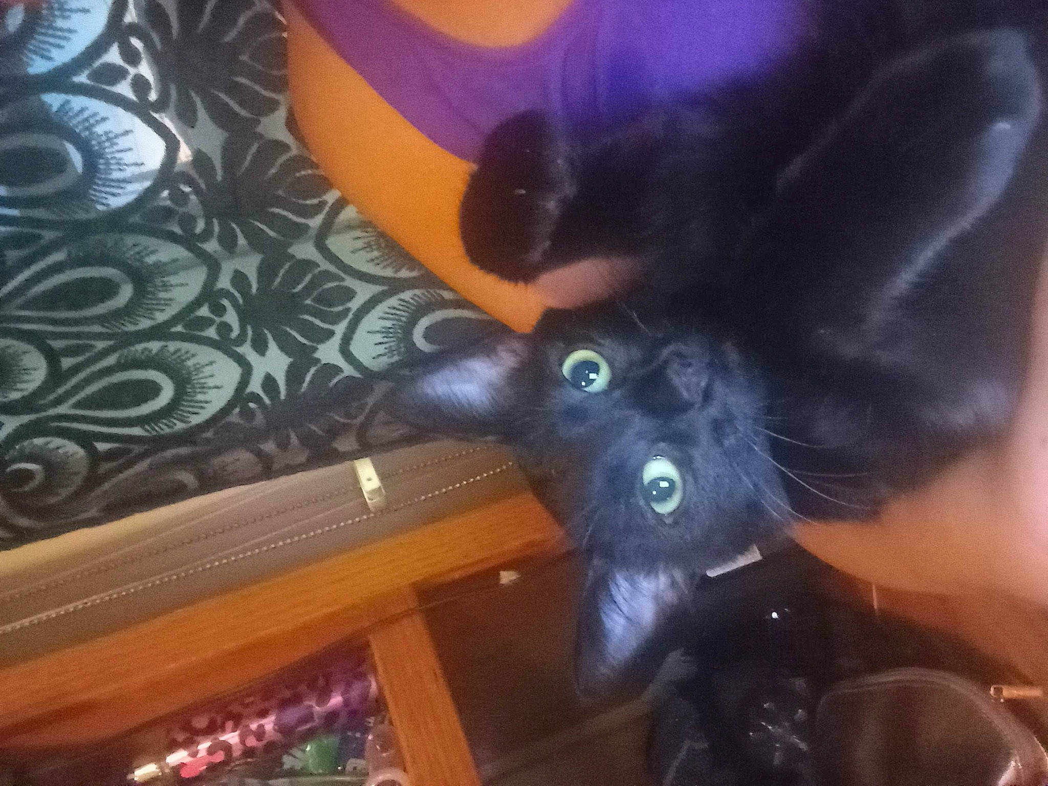 Black Sabbath is registered to the contest to win money with this photo: black_cat, canidae, carnivore, companion_dog, dog_breed, ear, electric_blue, fawn, felidae, flooring, fun, fur, hardwood, purple, sky, small_to_medium_sized_cats, snout, tail, whiskers, wood