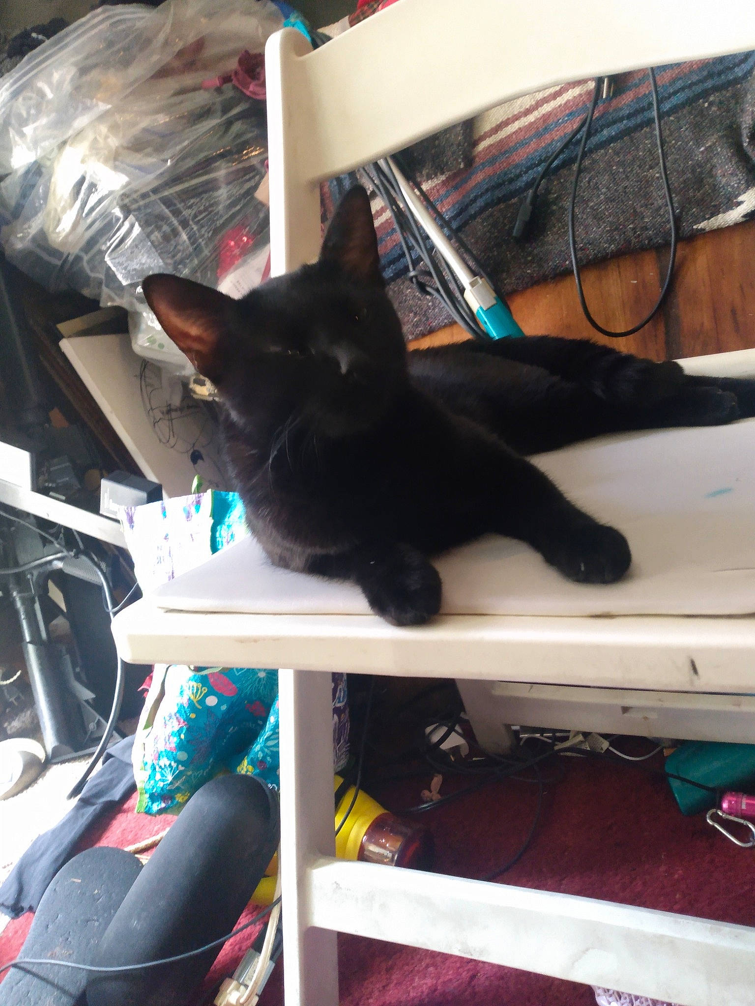 Black Sabbath is registered to the contest to win money with this photo: automotive_design, automotive_exterior, black_cat, bombay, carmine, carnivore, cat, comfort, domestic_short_haired_cat, felidae, fur, human_leg, room, small_to_medium_sized_cats, sportswear, tail, whiskers