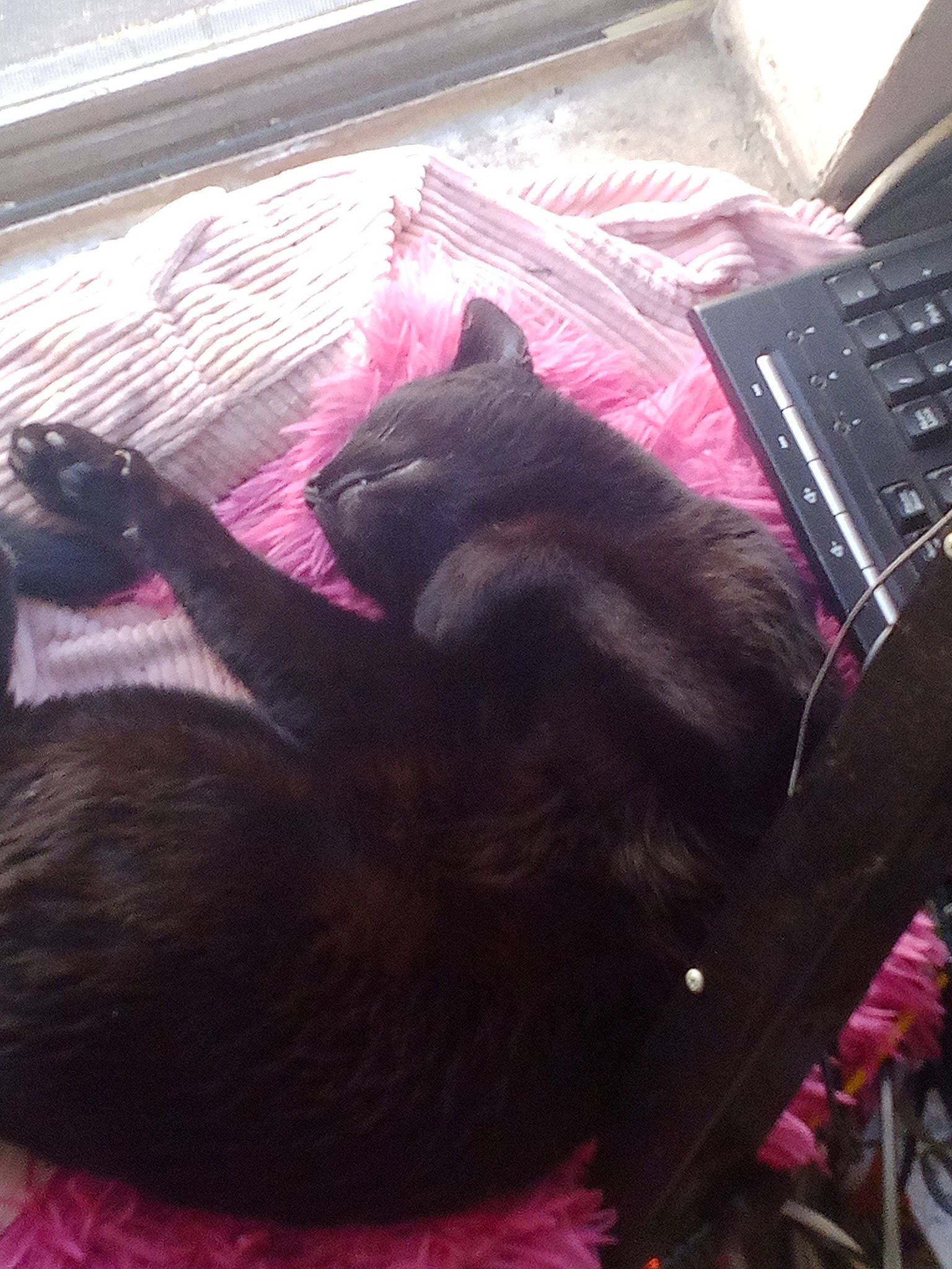 Sabbath joined the competition — help win amazing prizes! black_cat, carnivore, cat, claw, comfort, computer_keyboard, dog_breed, domestic_short_haired_cat, felidae, fur, input_device, liver, magenta, pink, purple, small_to_medium_sized_cats, snout, tail, tints_and_shades, whiskers