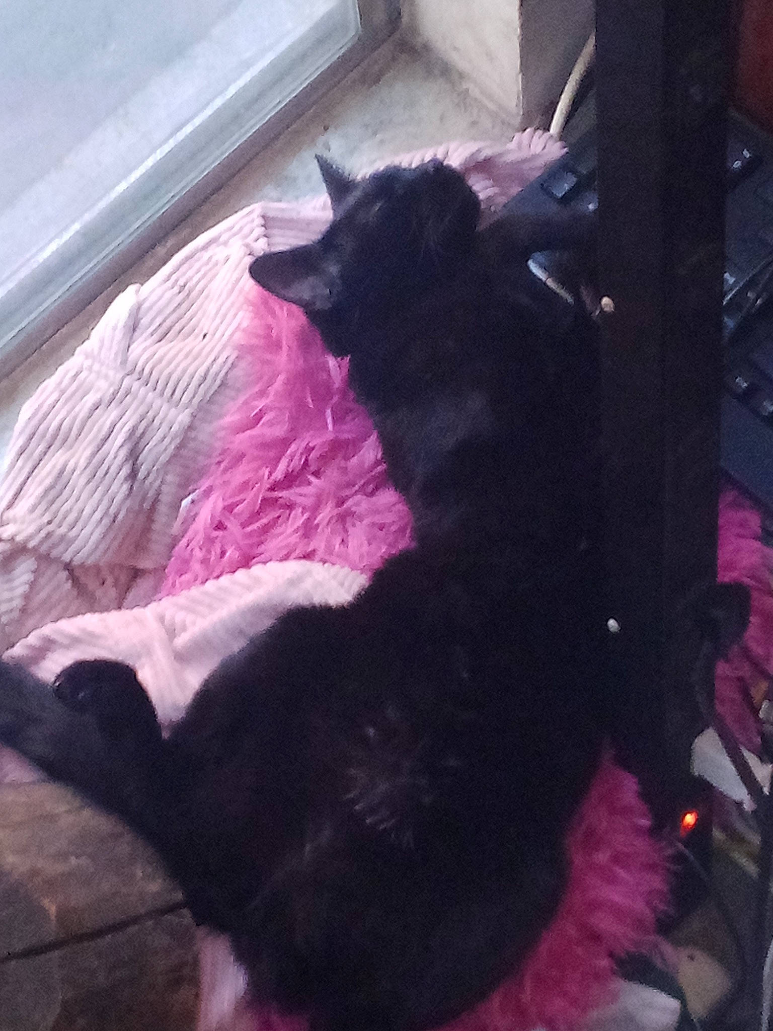 Sabbath is registered to the contest to win money with this photo: black_cat, canidae, carnivore, cat, cat_supply, comfort, companion_dog, dog_breed, domestic_short_haired_cat, felidae, fur, magenta, pink, purple, small_to_medium_sized_cats, snout, sporting_group, tail, tints_and_shades, whiskers