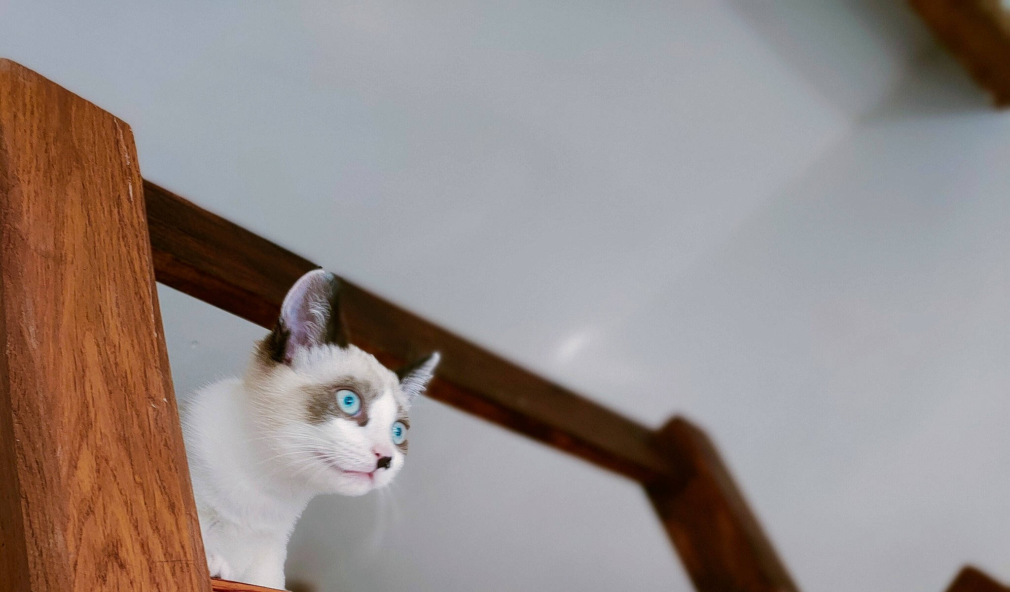 Aki participe au concours pour gagner de l'argent avec cette photo : carnivore, cat, comfort, domestic_short_haired_cat, eye, fawn, felidae, fur, hardwood, paw, sitting, small_to_medium_sized_cats, snout, stairs, tail, twig, whiskers, window, wood, wood_stain