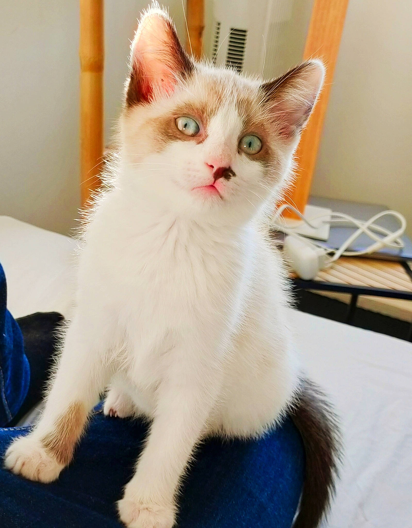 Aki a rejoint le concours — aidez-le/la à gagner de superbes lots ! carnivore, cat, claw, domestic_short_haired_cat, eye, felidae, fur, head, iris, paw, sitting, small_to_medium_sized_cats, snout, tail, whiskers, window