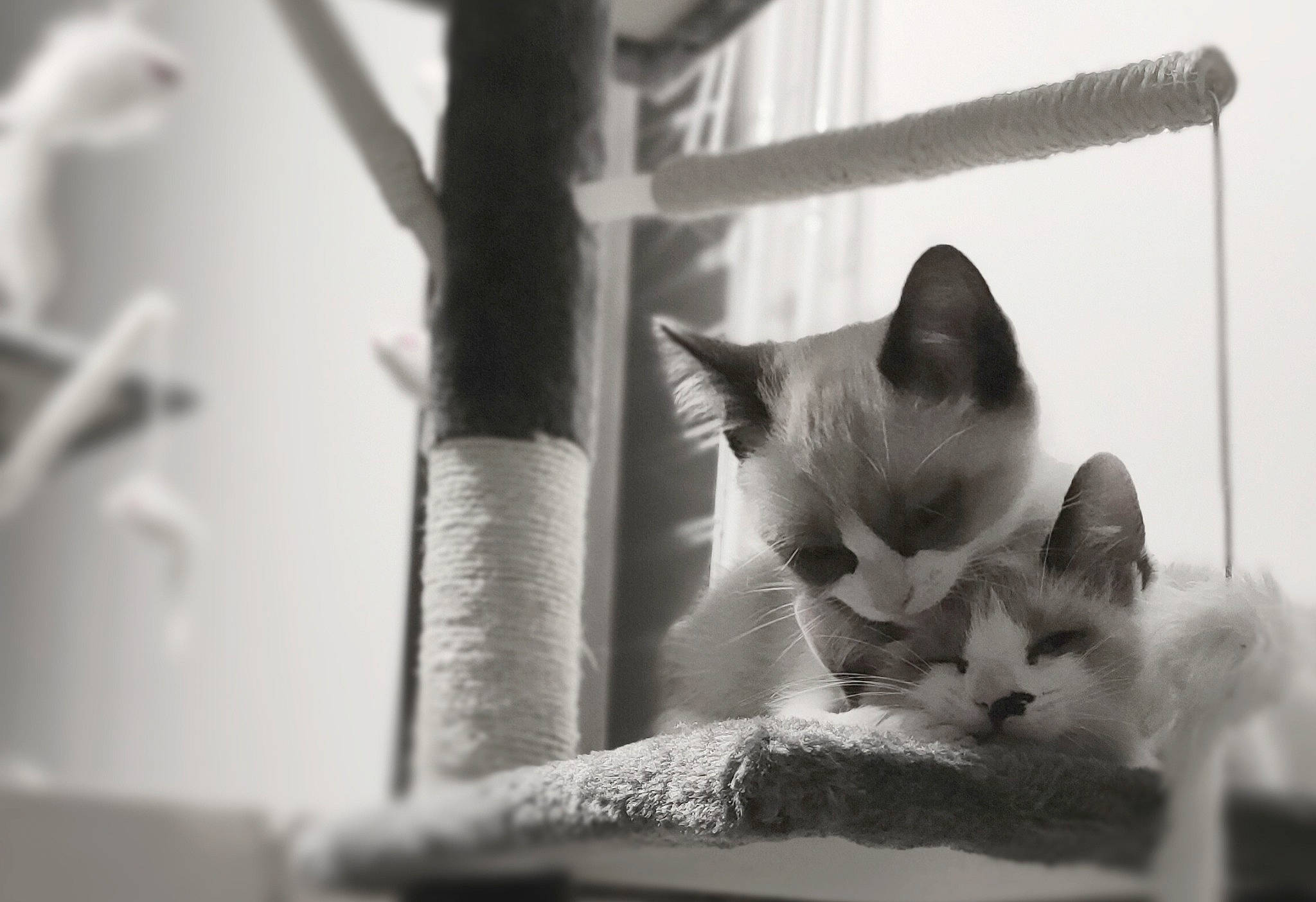 Aki a rejoint le concours — aidez-le/la à gagner de superbes lots ! black, black_and_white, carnivore, cat, domestic_short_haired_cat, felidae, fur, monochrome, monochrome_photography, photography, sky, small_to_medium_sized_cats, snout, still_life_photography, style, whiskers, white, wood