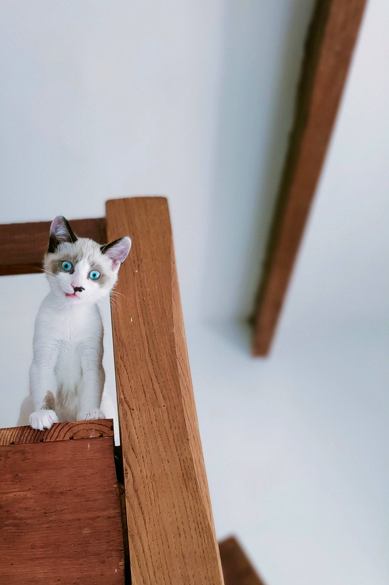 Aki participe au concours pour gagner de l'argent avec cette photo : cardboard, carnivore, cat, chair, domestic_short_haired_cat, fawn, felidae, flooring, freezing, fur, hardwood, plywood, sitting, small_to_medium_sized_cats, stuffed_toy, tail, tree, whiskers, wood, wood_stain