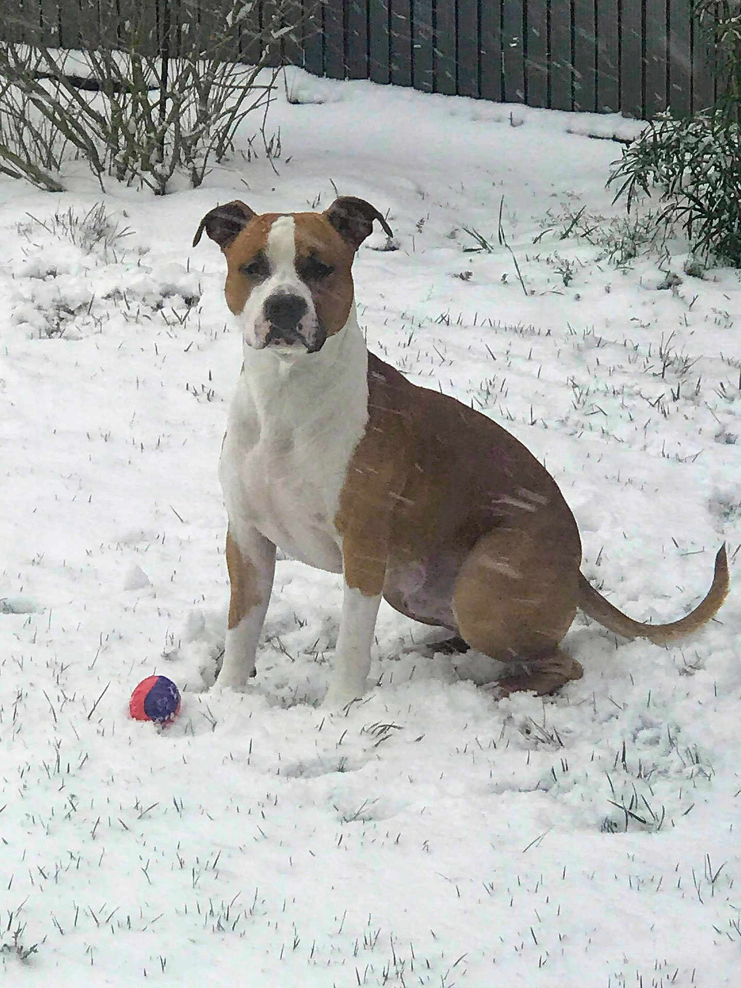 Phalco participe au concours pour gagner de l'argent avec cette photo : animal, ball, brown_and_white, bushes, canine, cold, dog, fence, fur, grass, mammal, nature, outdoor, pet, playful, quiet, sitting, snow, winter, yard