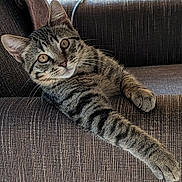 Max is registered to the contest to win money with this photo: cat, tabby_cat, pet, feline, couch, indoor, relaxed, paw, striped, fur, whiskers, ears, eyes, animal, mammal, resting, closeup, home, comfortable, curious