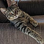 cat, tabby_cat, pet, feline, couch, indoor, relaxed, paw, striped, fur, whiskers, ears, eyes, animal, mammal, resting, closeup, home, comfortable, curious