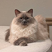 Jack is registered to the contest to win money with this photo: cat, fluffy, long_hair, gray, beige, couch, indoor, furniture, relaxed, pet, animal, paws, crossed_paws, portrait, domestic_cat, cute, cozy, resting, whiskers, ears