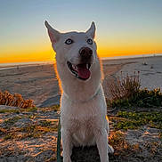 Lilikoi joined the competition — help win amazing prizes! animal, beach, blue_eyes, coast, dog, ears_up, happy, landscape, leash, nature, ocean, outdoor, pet, sand, sky, smiling, sunlight, sunset, tongue_out, white_dog