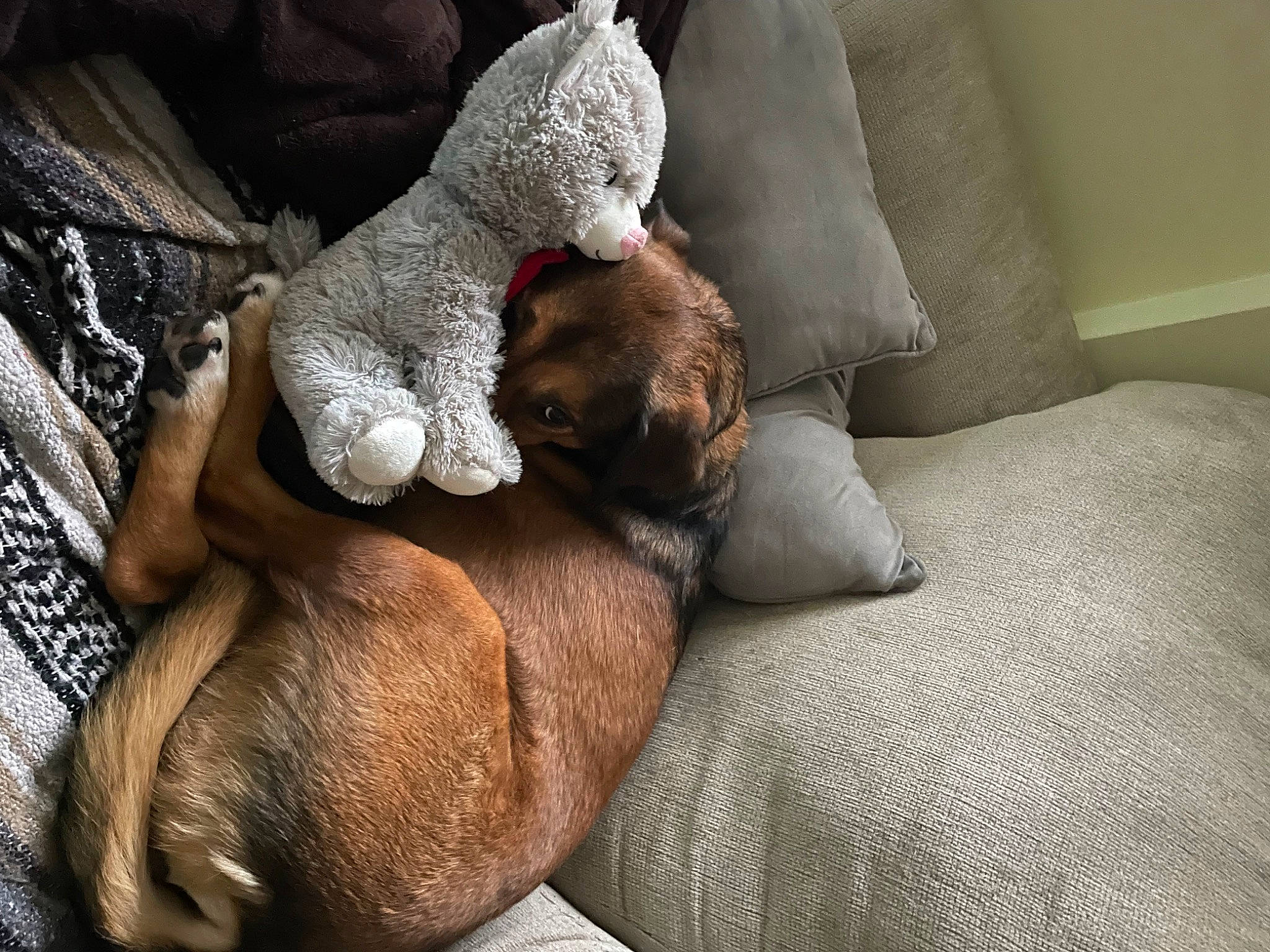 Triumph The Tripod is registered to the contest to win money with this photo: canidae, carnivore, comfort, companion_dog, couch, dog, dog_breed, fawn, felidae, fur, grey, hardwood, linens, liver, nap, small_to_medium_sized_cats, sporting_group, tail, whiskers, working_animal