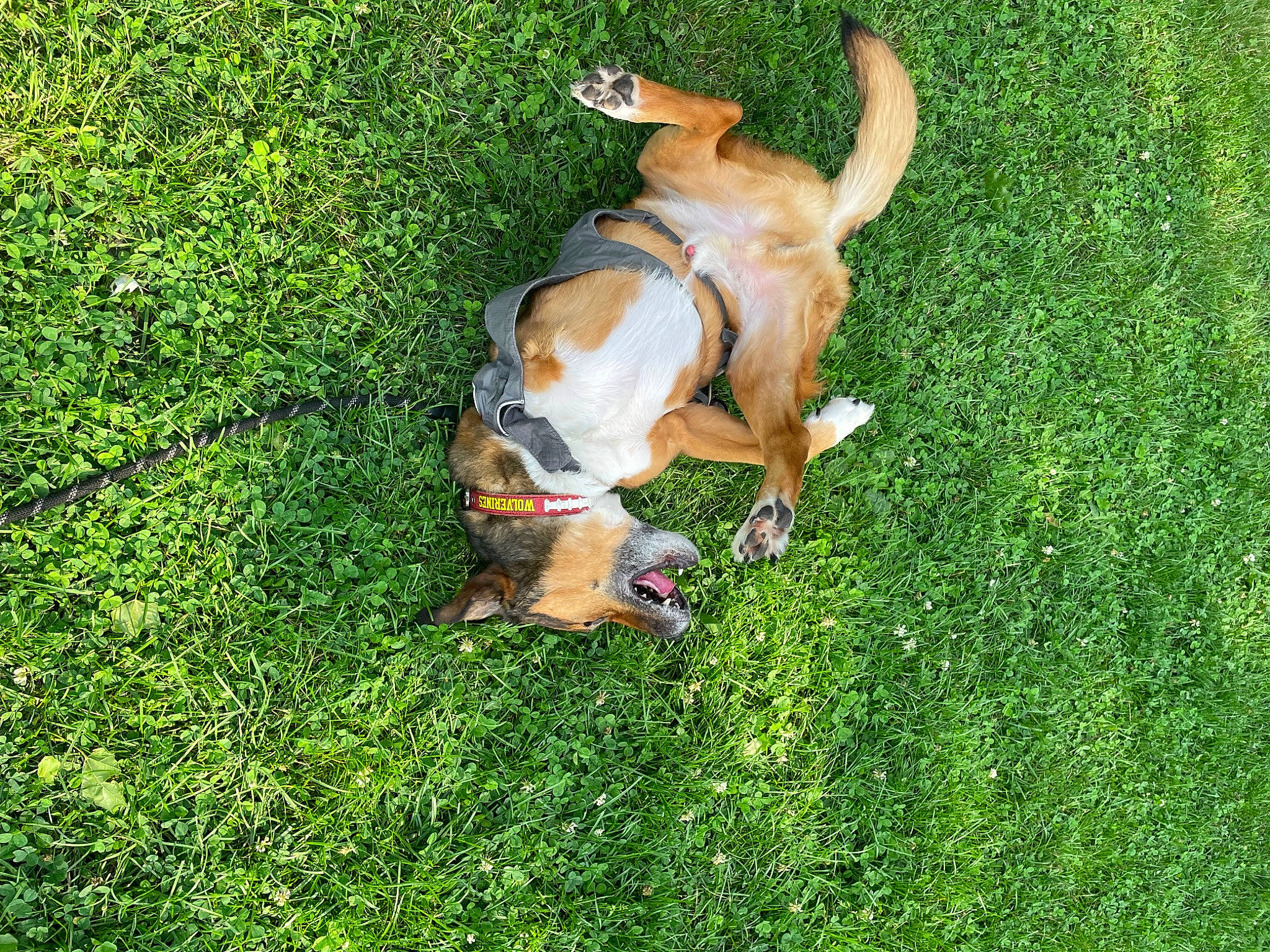 Triumph The Tripod joined the competition — help win amazing prizes! artificial_turf, canidae, carnivore, companion_dog, dog, dog_breed, fawn, grass, grass_family, grassland, green, groundcover, hound, lawn, plant, sporting_group, tail, terrestrial_animal, working_animal, working_dog