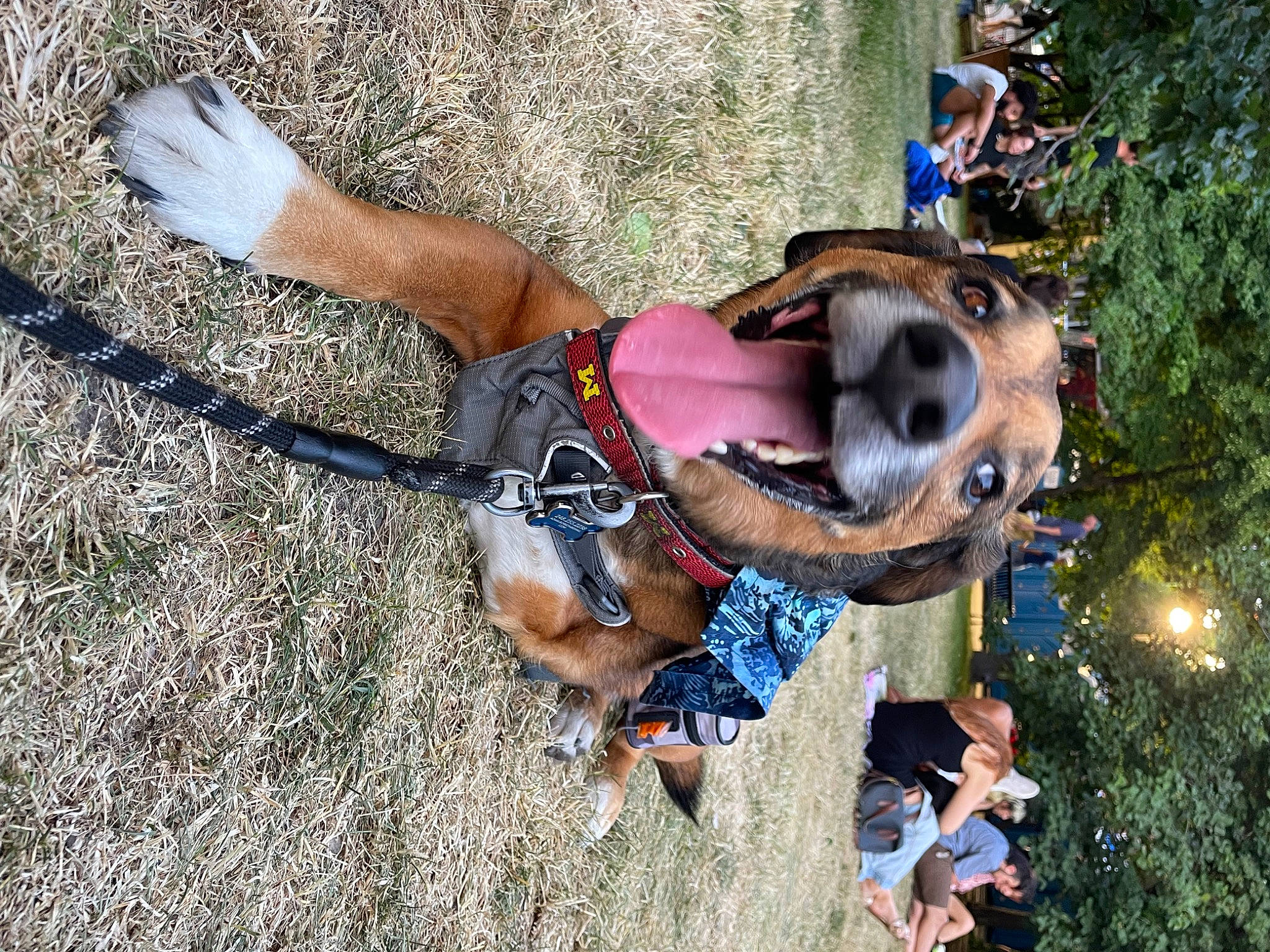 Triumph The Tripod joined the competition — help win amazing prizes! canidae, carnivore, collar, companion_dog, dog, dog_breed, dog_collar, dog_supply, fashion_accessory, fawn, fun, grass, leash, leisure, pet_supply, plant, recreation, sporting_group, tree, working_animal