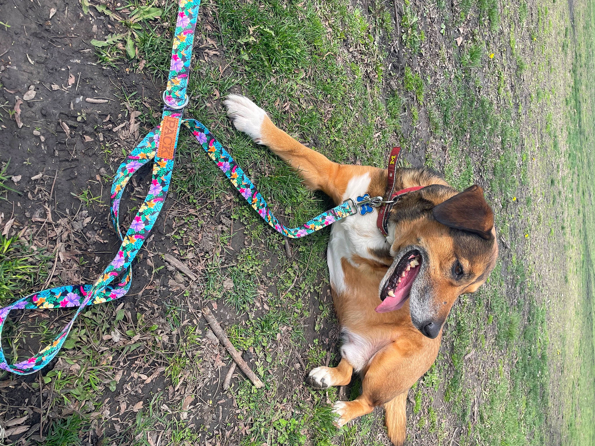 Triumph The Tripod joined the competition — help win amazing prizes! balance, canidae, carnivore, collar, companion_dog, dog, dog_breed, dog_collar, dog_supply, electric_blue, fashion_accessory, fawn, grass, leash, people_in_nature, rope, slope, sporting_group, working_dog, wrist