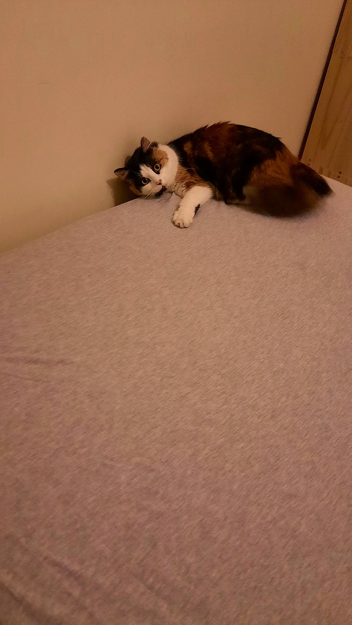 Kinoa participe au concours pour gagner de l'argent avec cette photo : brown, carnivore, carpet, cat, comfort, dog_breed, domestic_short_haired_cat, felidae, flooring, fur, hardwood, human_leg, linens, paw, room, small_to_medium_sized_cats, tail, terrestrial_animal, whiskers, wood