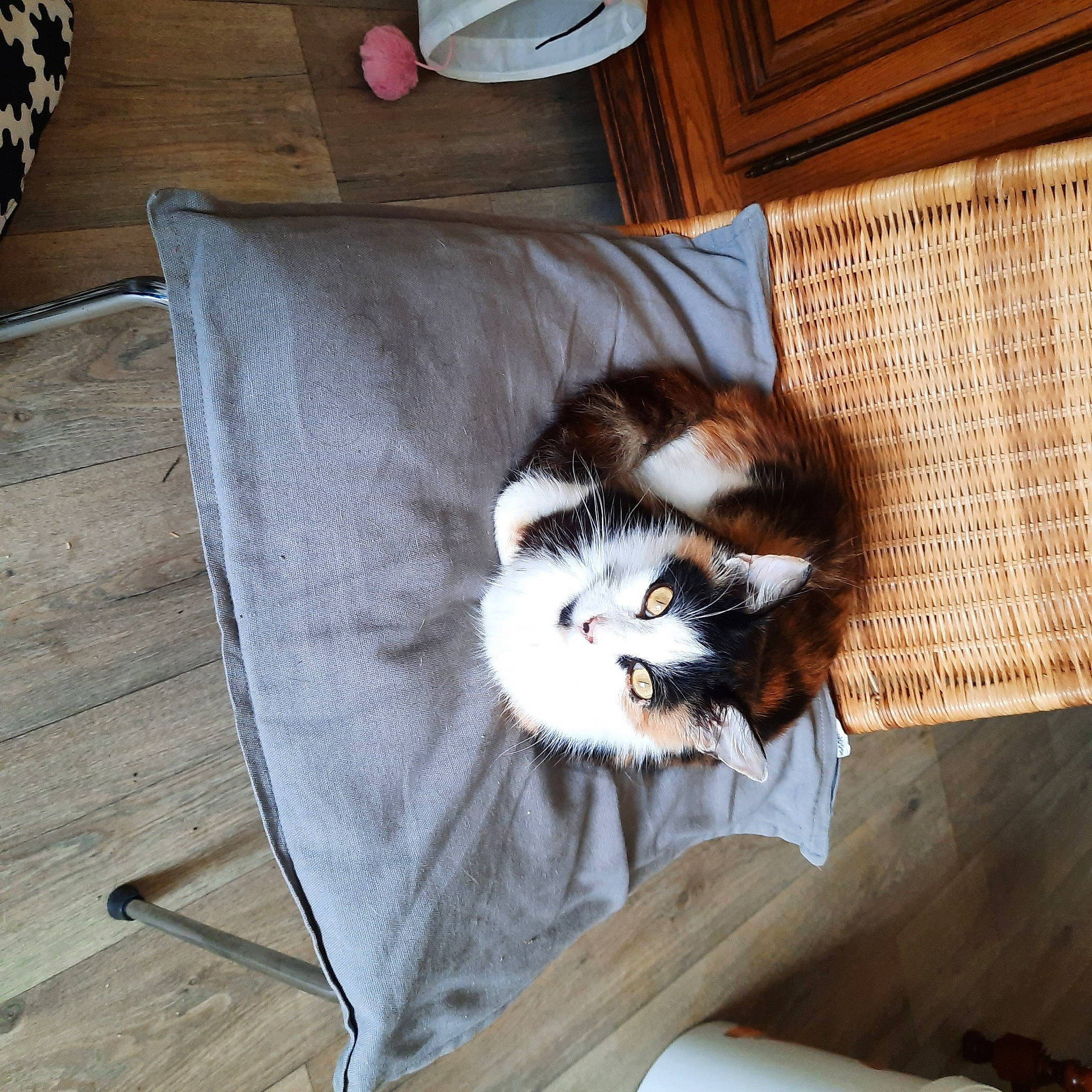 Kinoa participe au concours pour gagner de l'argent avec cette photo : box, canidae, cardboard, carnivore, carton, cat, cat_supply, comfort, couch, domestic_short_haired_cat, felidae, flooring, fur, hardwood, room, shipping_box, small_to_medium_sized_cats, tail, whiskers, wood