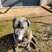 Locky participe au concours pour gagner de l'argent avec cette photo : dog, gray_dog, large_dog, sitting, outdoor, daylight, gravel, driveway, garage_door, shadow, sunlight, pet, canine, quiet, calm, animal, home_exterior, wall, nature, resting
