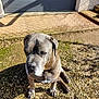 dog, gray_dog, large_dog, sitting, outdoor, daylight, gravel, driveway, garage_door, shadow, sunlight, pet, canine, quiet, calm, animal, home_exterior, wall, nature, resting