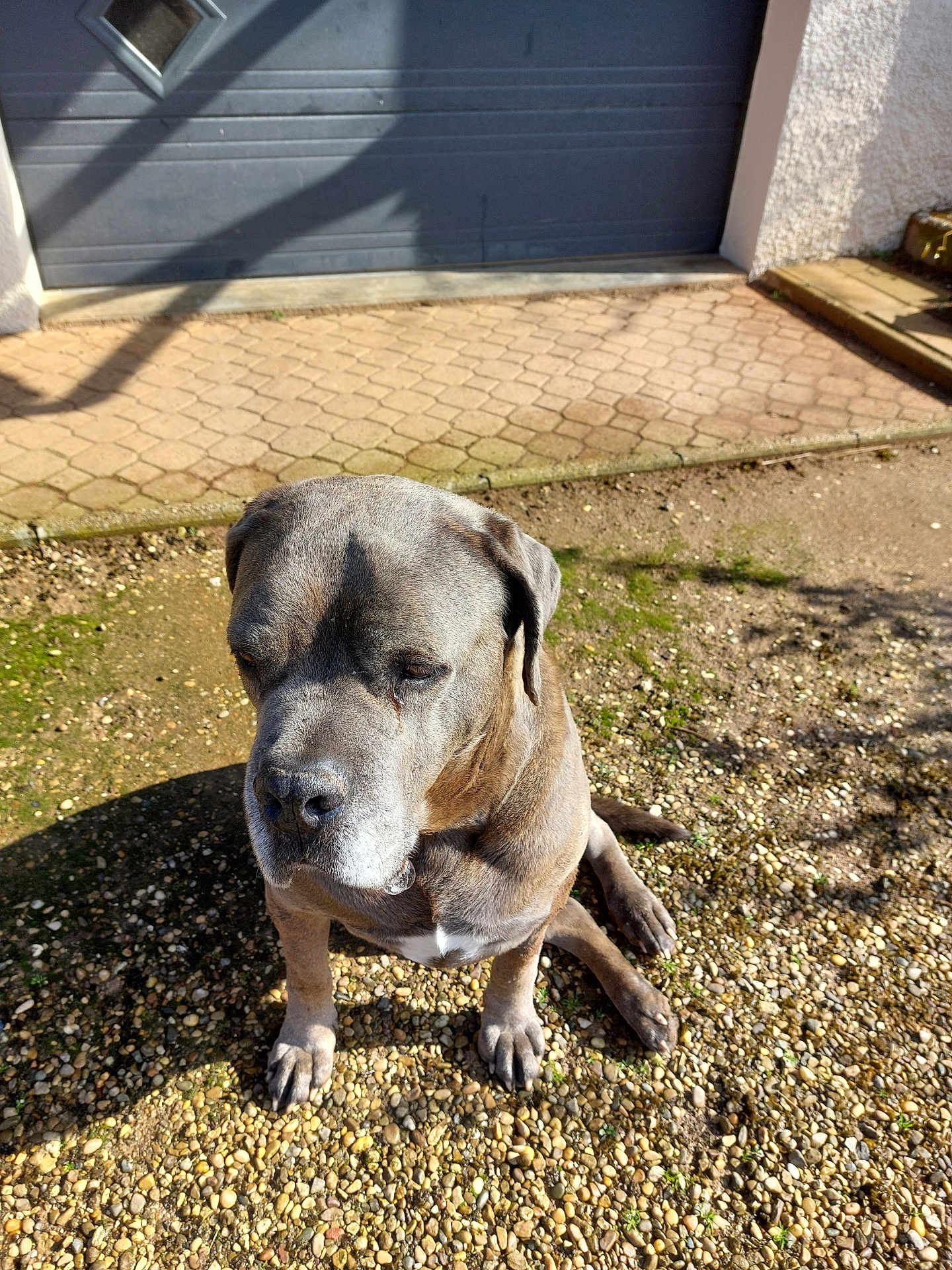 Locky participe au concours pour gagner de l'argent avec cette photo : dog, gray_dog, large_dog, sitting, outdoor, daylight, gravel, driveway, garage_door, shadow, sunlight, pet, canine, quiet, calm, animal, home_exterior, wall, nature, resting