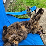Brat is registered to the contest to win money with this photo: cat, animal, pet, feline, fluffy, relaxing, stretching, blue_chair, outdoor, grass, concrete, paw, fur, sleeping, resting, backyard, nature, sunlight, comfortable, leisure
