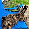 cat, animal, pet, feline, fluffy, relaxing, stretching, blue_chair, outdoor, grass, concrete, paw, fur, sleeping, resting, backyard, nature, sunlight, comfortable, leisure