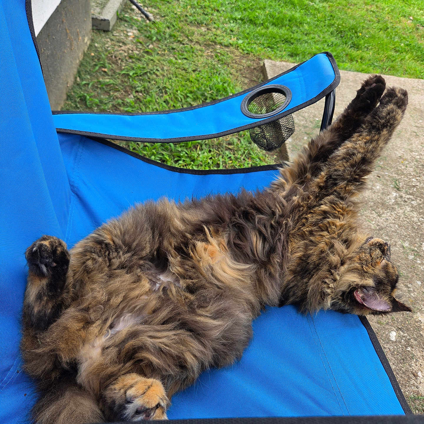 Brat is registered to the contest to win money with this photo: cat, animal, pet, feline, fluffy, relaxing, stretching, blue_chair, outdoor, grass, concrete, paw, fur, sleeping, resting, backyard, nature, sunlight, comfortable, leisure