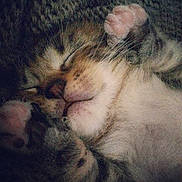 Tigrou participe au concours pour gagner de l'argent avec cette photo :