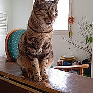 Madonna a rejoint le concours — aidez-le/la à gagner de superbes lots ! animal, cat, chair, cozy, curious, daylight, domestic, ears, face, furniture, household_items, indoor, pet, plant, room, sitting, tabby, whiskers, window, wooden_surface