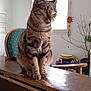 animal, cat, chair, cozy, curious, daylight, domestic, ears, face, furniture, household_items, indoor, pet, plant, room, sitting, tabby, whiskers, window, wooden_surface