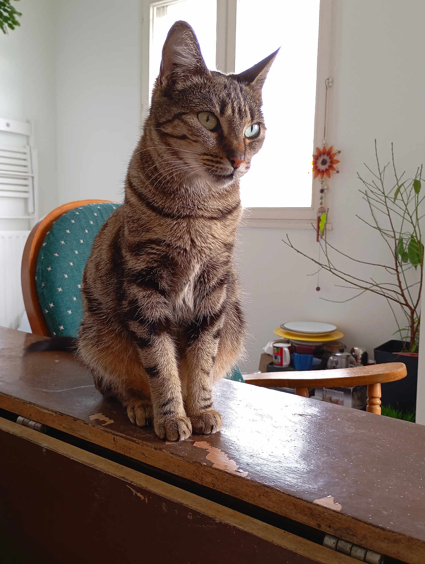 Madonna a rejoint le concours — aidez-le/la à gagner de superbes lots ! animal, cat, chair, cozy, curious, daylight, domestic, ears, face, furniture, household_items, indoor, pet, plant, room, sitting, tabby, whiskers, window, wooden_surface