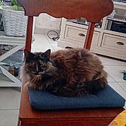 Louna a rejoint le concours — aidez-le/la à gagner de superbes lots ! animal, cat, chair, cozy, cushion, domestic_animal, feline, furniture, home_decor, indoor, living_room, pet, plant, potted_plant, relaxed, resting, television, tile_floor, tortoiseshell_cat, wooden_chair