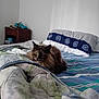 Louna participe au concours pour gagner de l'argent avec cette photo : animal, bed, blanket, cat, comfort, cozy, fur, furniture, home, indoor, nightstand, pet, pillow, quiet, quilt, resting, sleepy, stuffed_toys, tortoiseshell_cat, wall