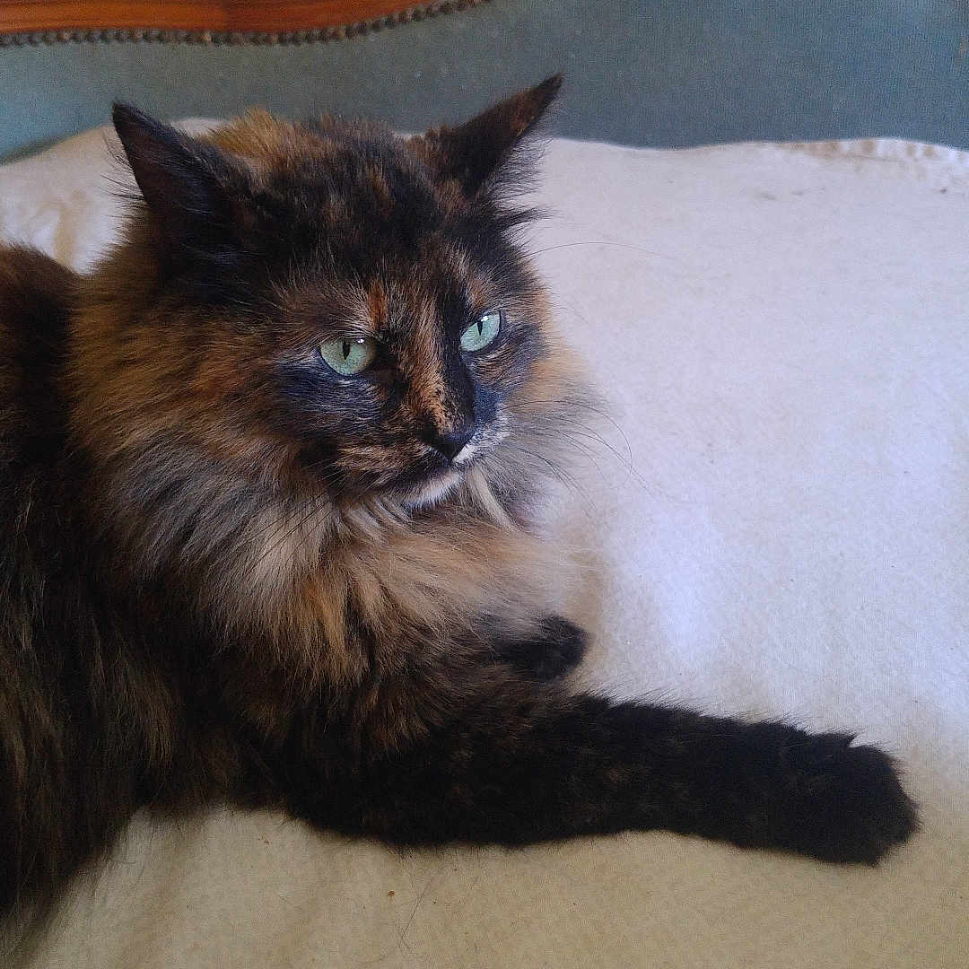 Louna participe au concours pour gagner de l'argent avec cette photo : animal, bed, bedding, cat, cozy, cute, feline, fluffy, fur, green_eyes, headboard, home, indoor, paw, pet, portrait, relaxed, resting, tortoiseshell, whiskers