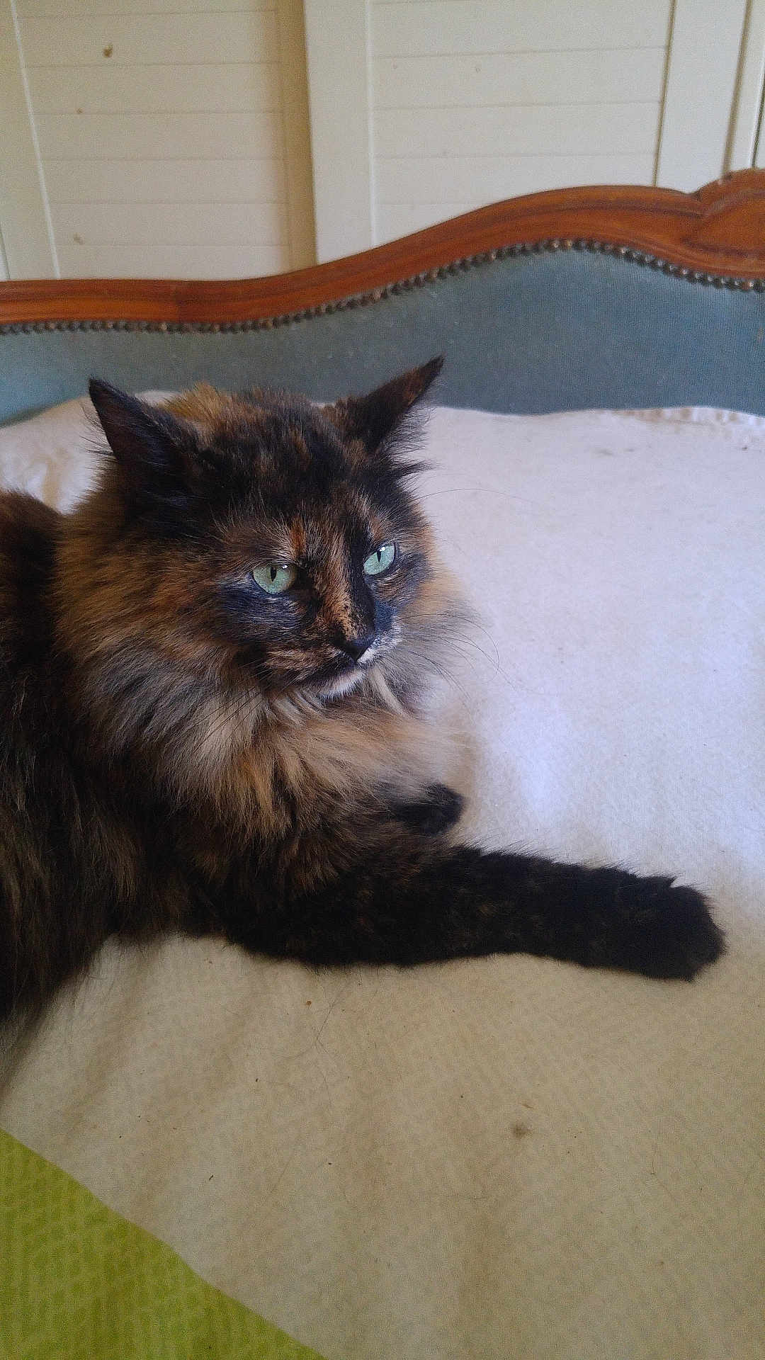 Louna participe au concours pour gagner de l'argent avec cette photo : cat, tortoiseshell, fluffy, bed, bedding, feline, pet, indoor, resting, animal, fur, green_eyes, headboard, home, cute, relaxed, portrait, whiskers, paw, cozy